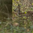 Rehwild am Waldrand 1 (1 von 1)