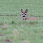 Rehwild auf dem grünen Acker