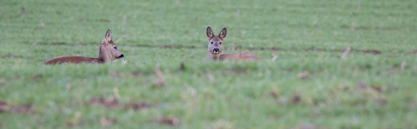 Rehwild auf dem grünen Acker