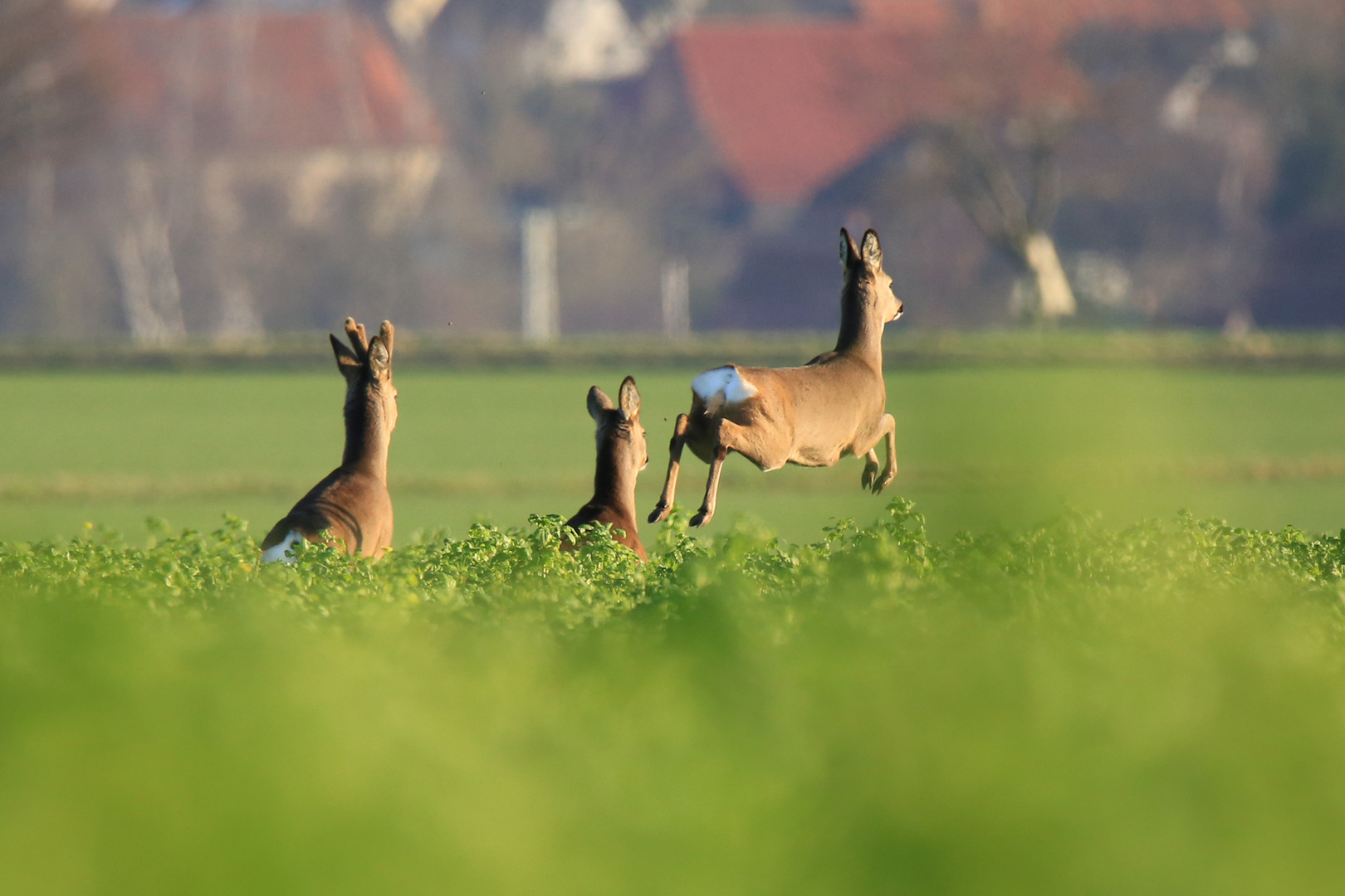 Rehwild auf der Flucht