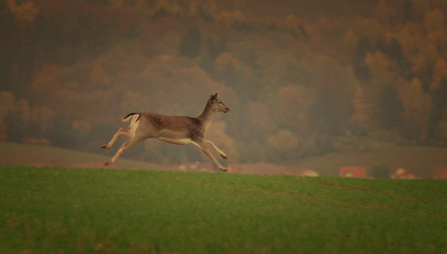 Rehwild auf Heimwegen...