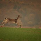 Rehwild auf Heimwegen...