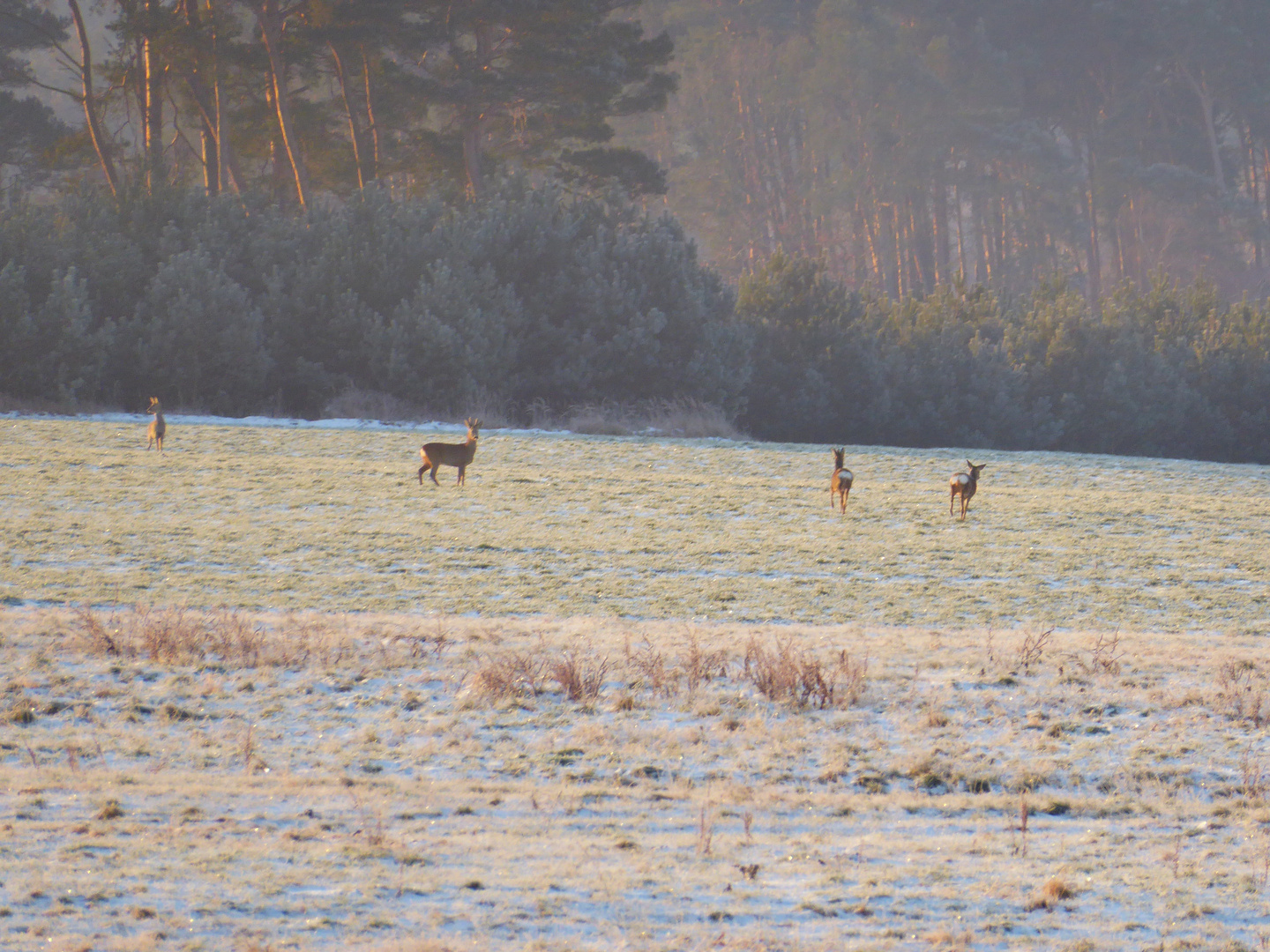 Rehwild auf verschneiten Wiesen