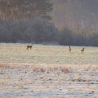 Rehwild auf verschneiten Wiesen