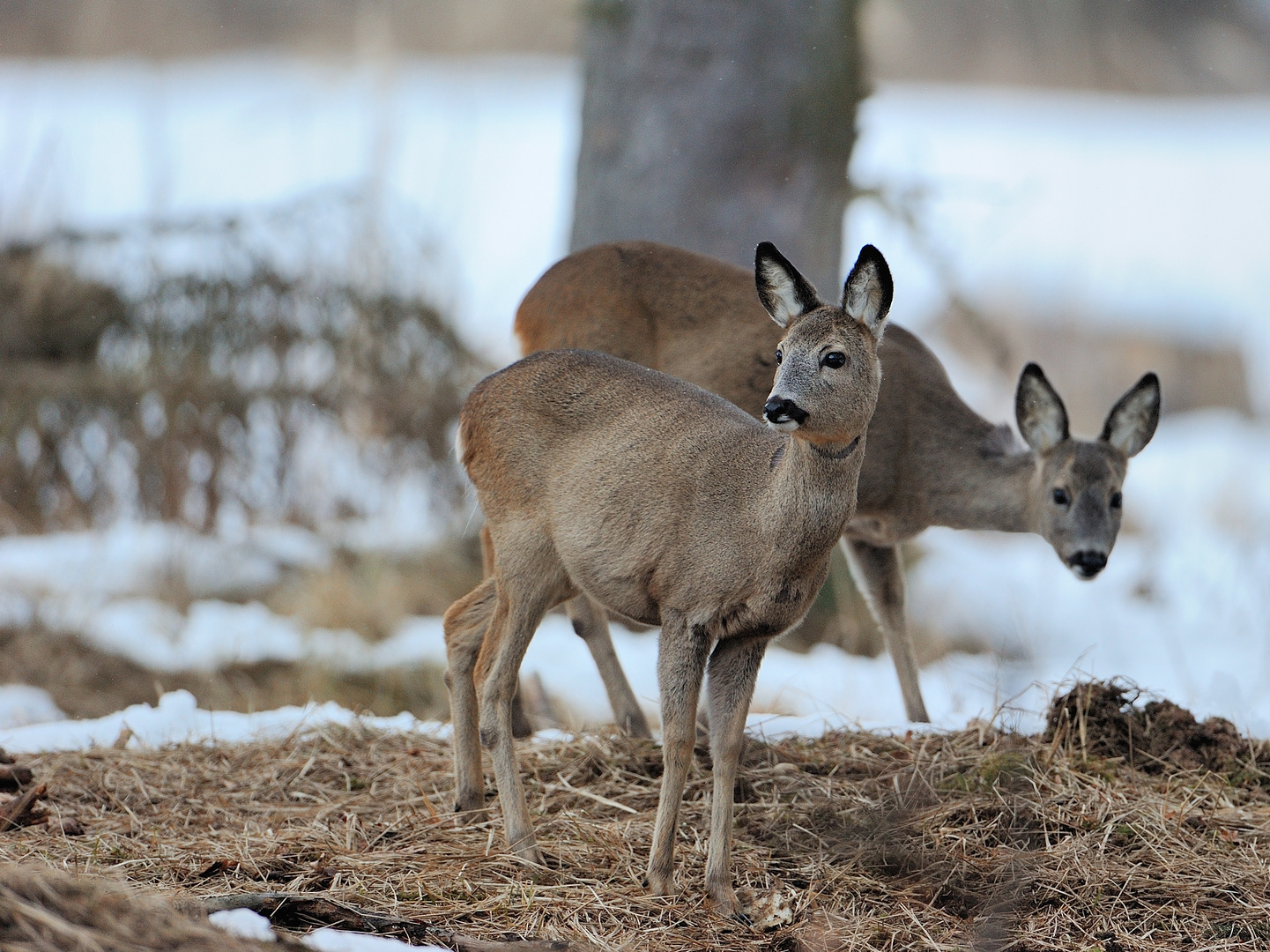 Rehwild aus 2013