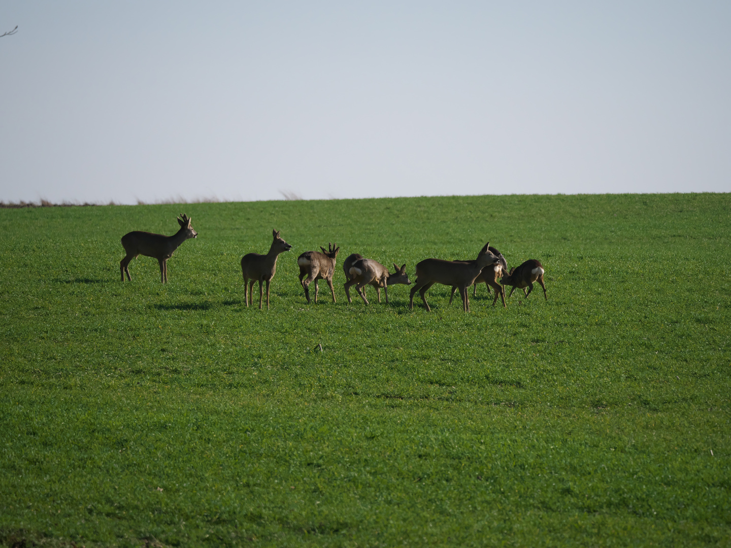 REHWILD bei Burgfarrnbach