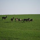 REHWILD bei Burgfarrnbach