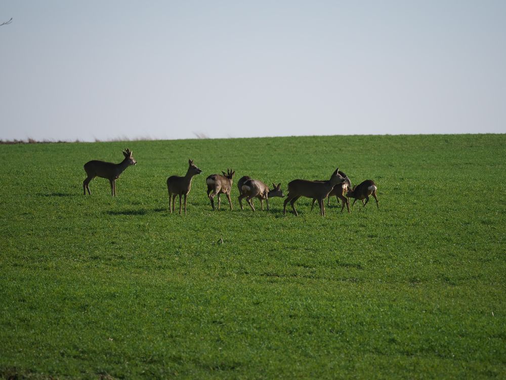 REHWILD bei Burgfarrnbach