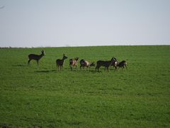 REHWILD bei Burgfarrnbach