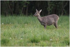 Rehwild beim Äsen