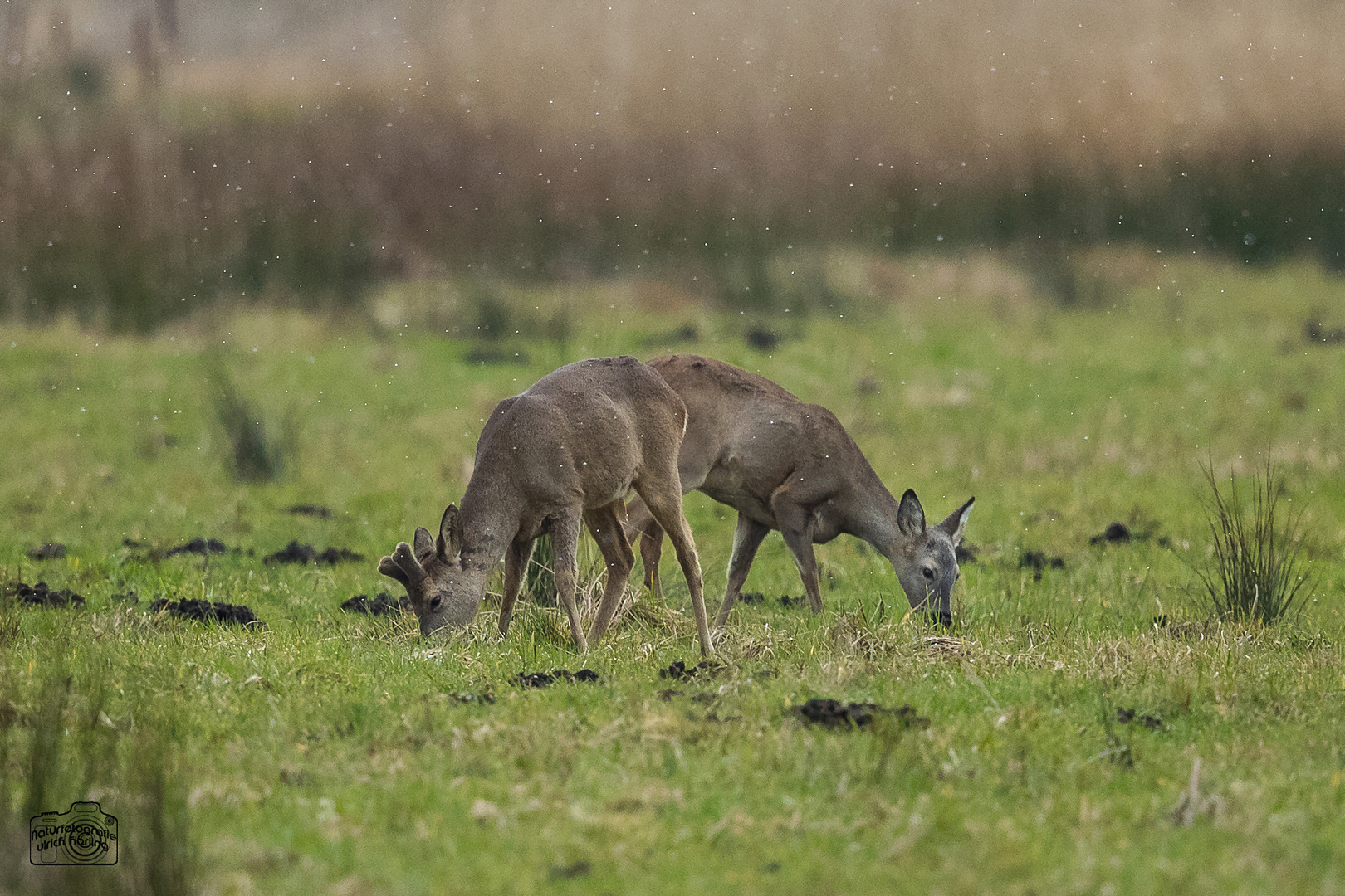Rehwild beim äsen.... Foto & Bild | harling ulrich, natur, wildlife ...