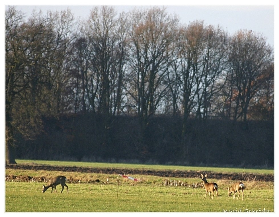 Rehwild beim Äsen