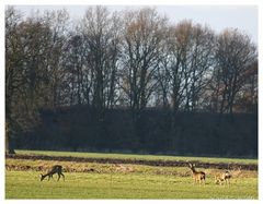 Rehwild beim Äsen