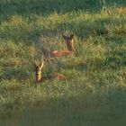 Rehwild beim Vormittagsschläfchen