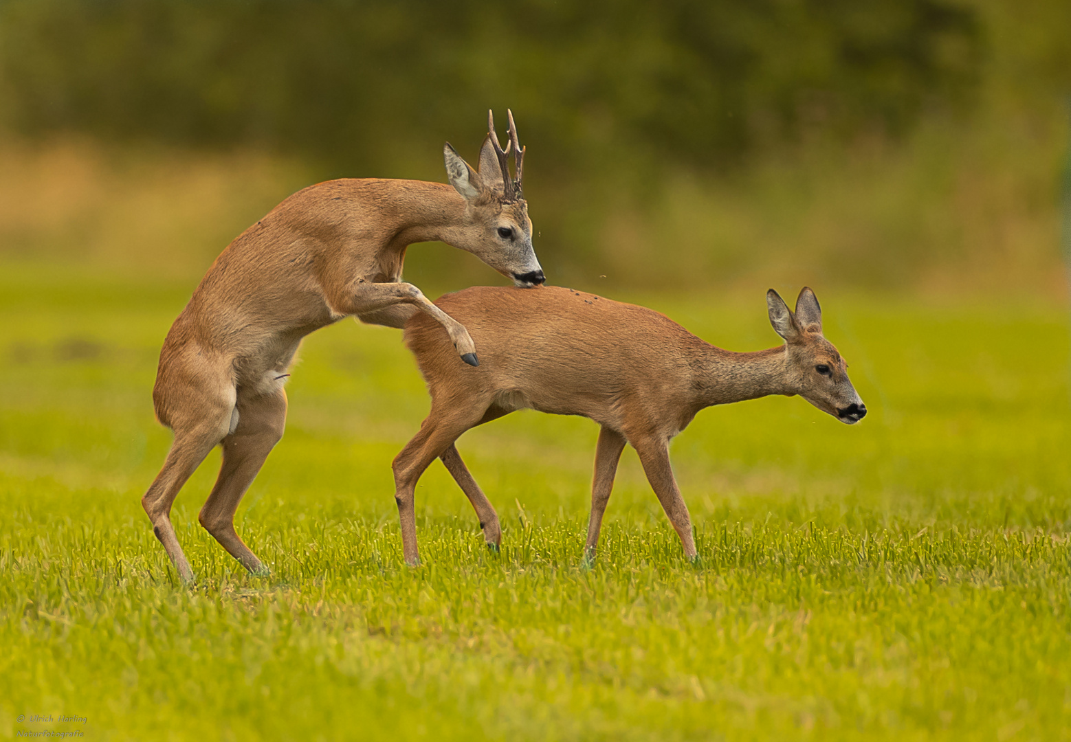 Rehwild -  Beschlag 1-1