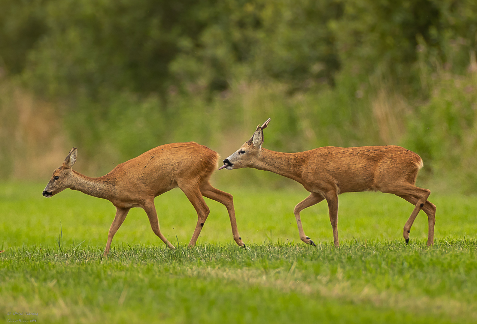 Rehwild Blattzeit-1 Foto & Bild | natur, wildlife Bilder auf fotocommunity