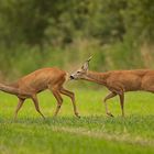 Rehwild Blattzeit-1