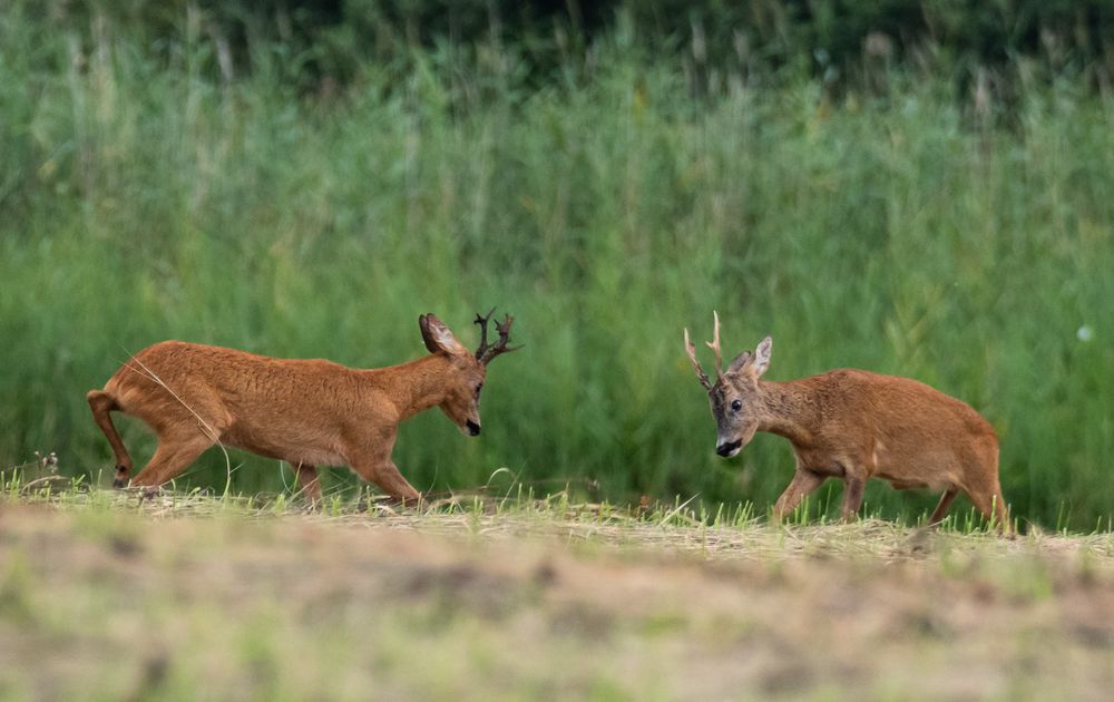 Rehwild-Brunft Foto & Bild | fotos, nature, wiese Bilder auf fotocommunity