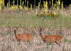 Rehwild (Capreolus capreolus) am Morgen