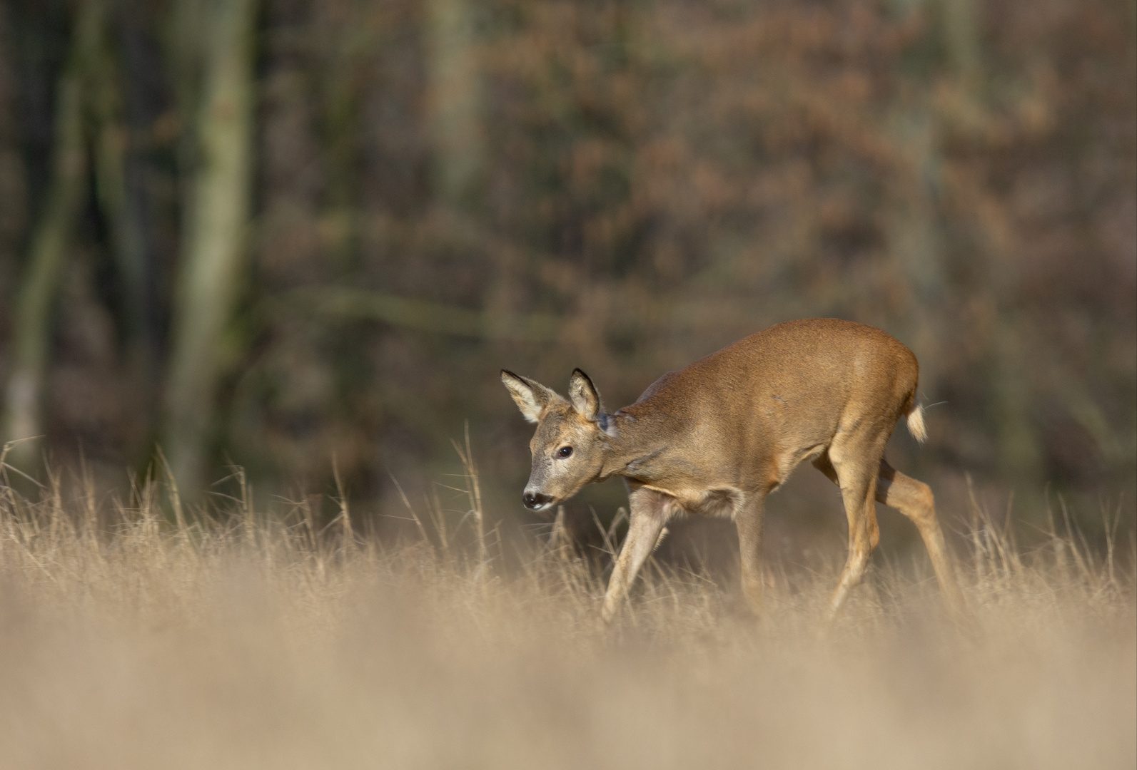 ~Rehwild~ Foto & Bild | fotos, wald, natur Bilder auf fotocommunity