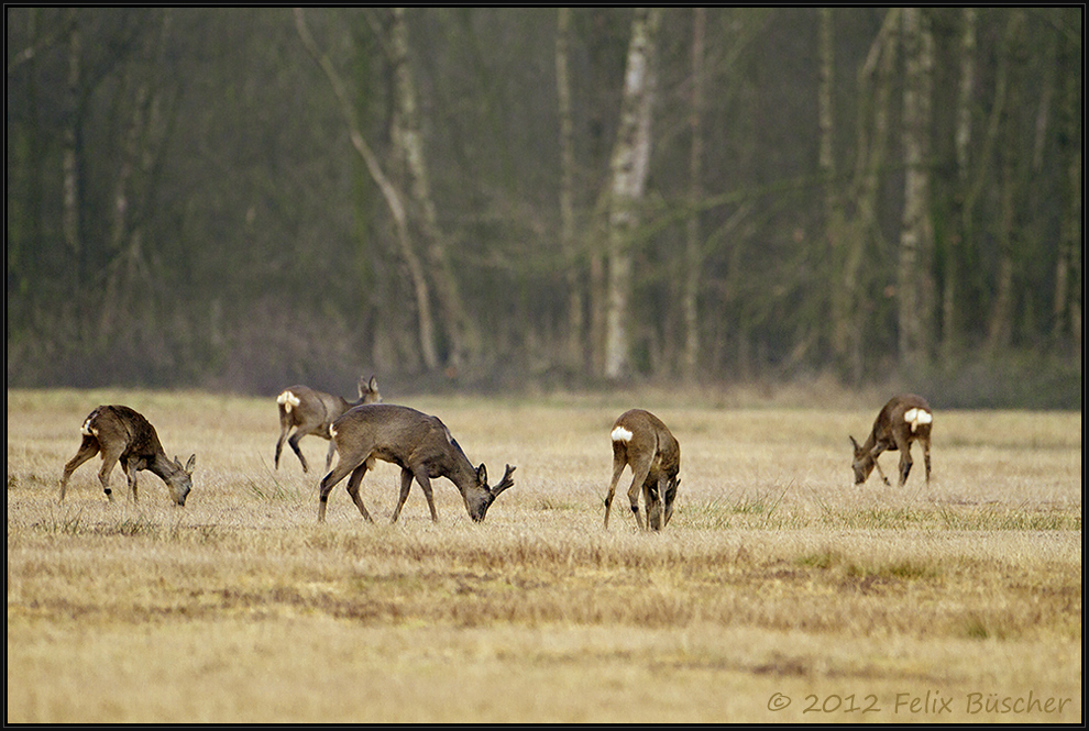 Rehwild durchstreift die Moorwiese