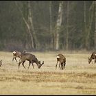 Rehwild durchstreift die Moorwiese