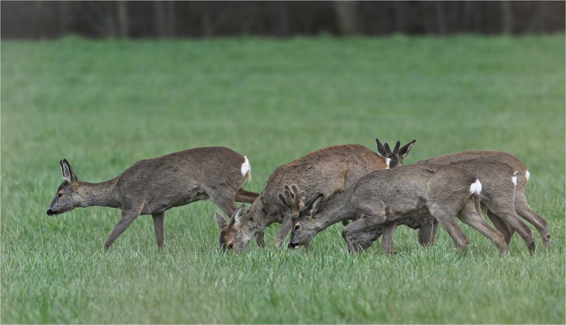 Rehwild Foto & Bild | tiere, wildlife, säugetiere Bilder auf fotocommunity