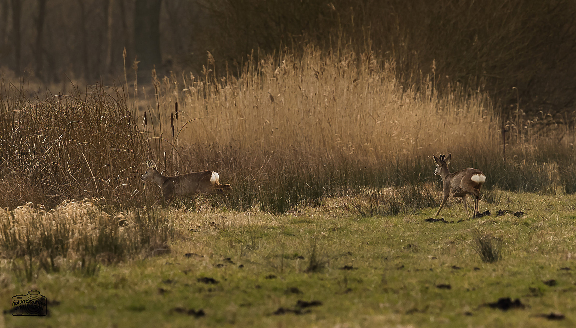 Rehwild flüchtig-1