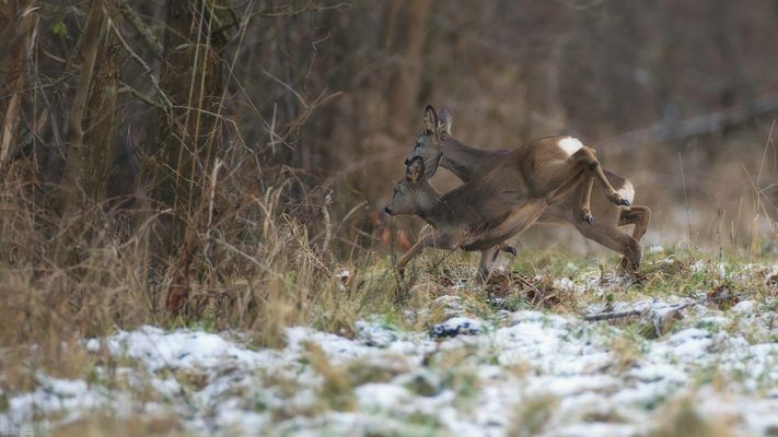 Rehwild flüchtig