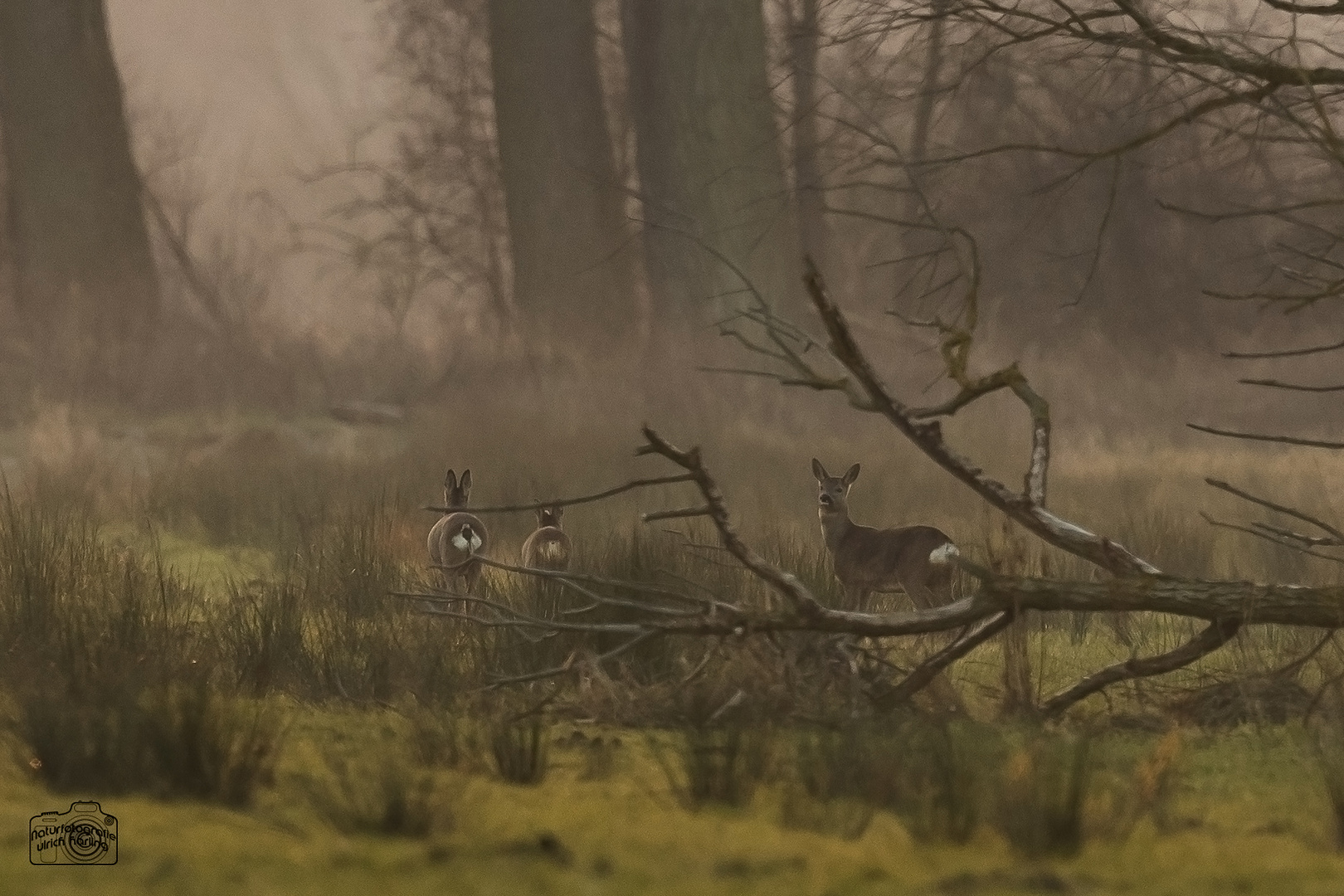 Rehwild im Abendlicht..... (1 von 1)