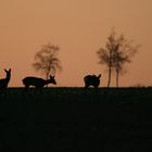 Rehwild im Abendlicht