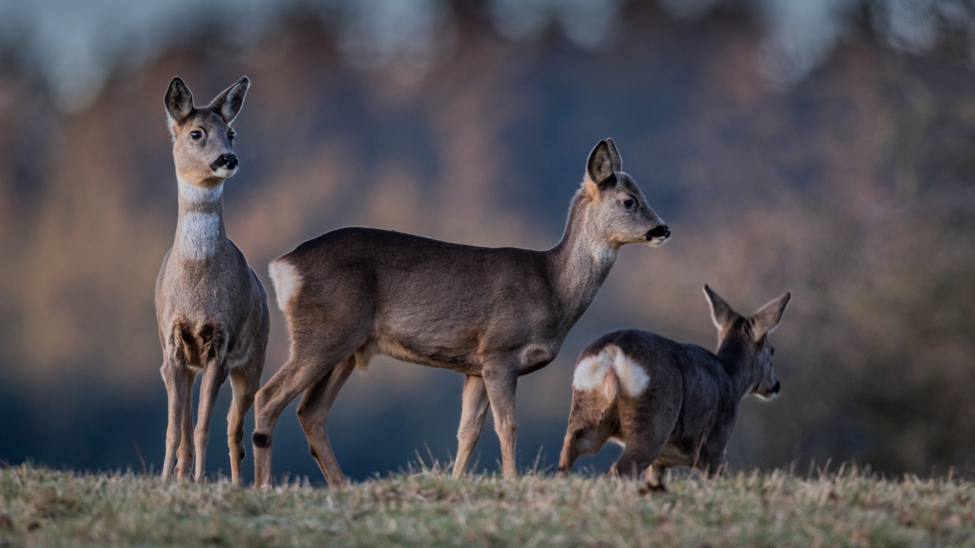 Rehwild im Dreierpack