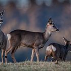 Rehwild im Dreierpack