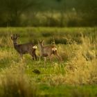 Rehwild im Drömling-1