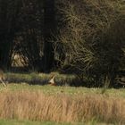 Rehwild im Drömling (1 von 1)