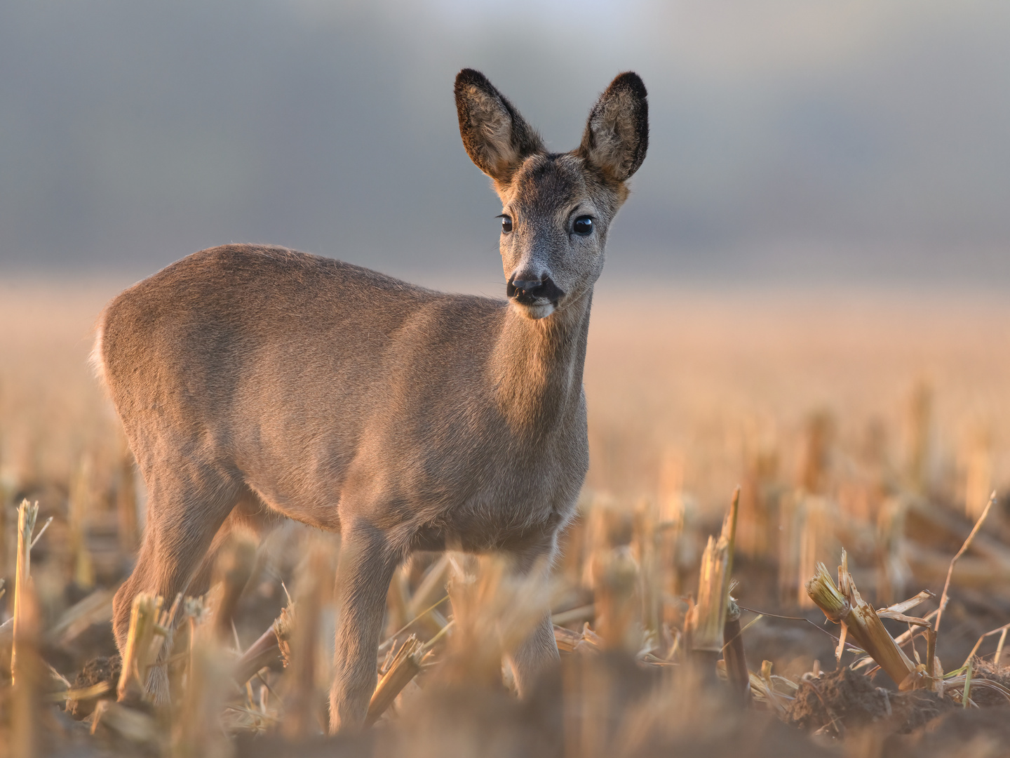 Rehwild im Feld