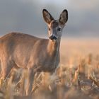 Rehwild im Feld