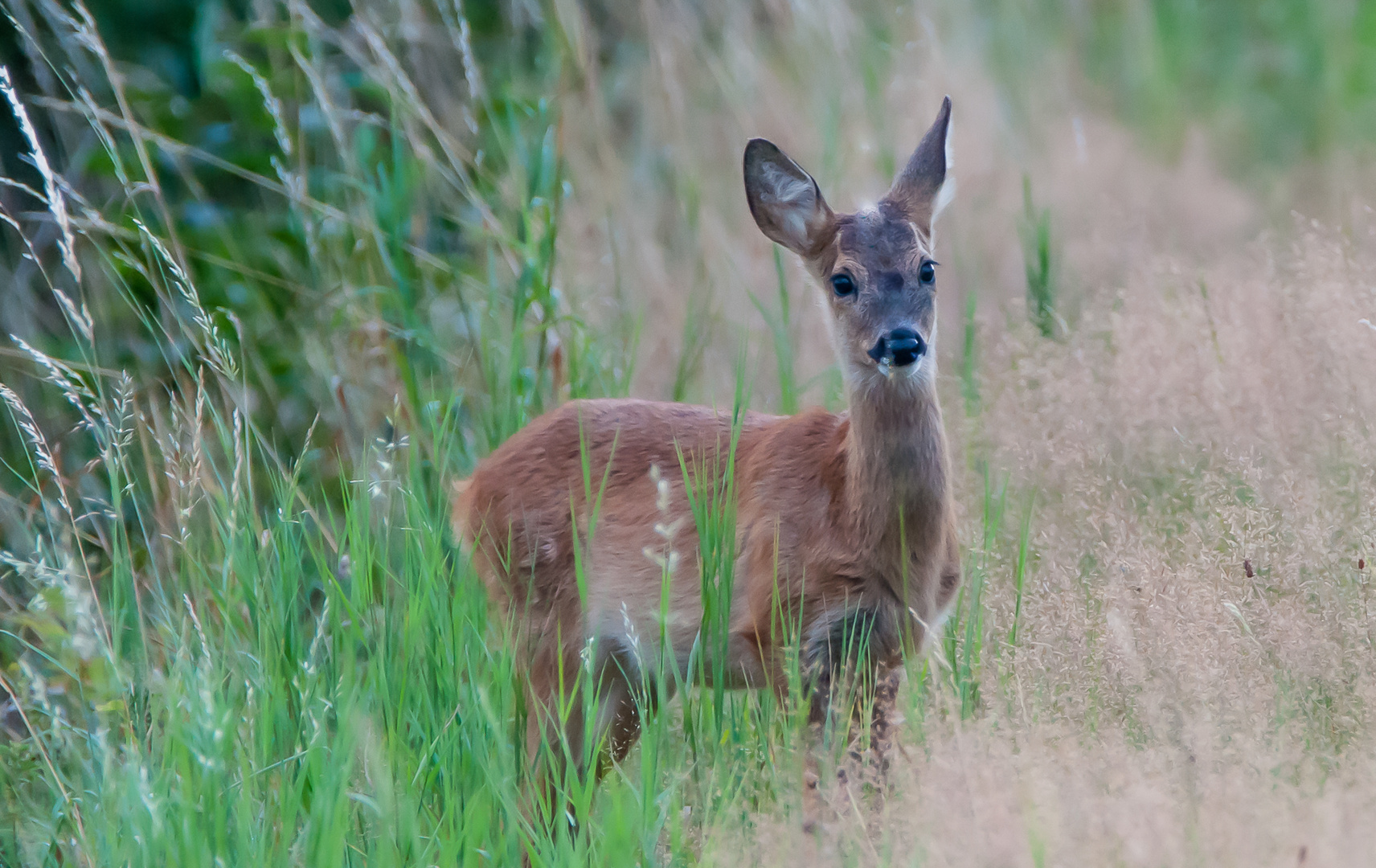 Rehwild im Feld