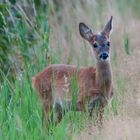 Rehwild im Feld