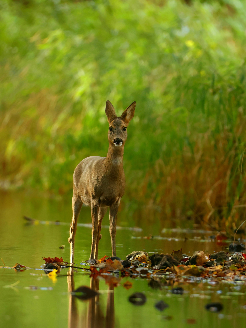 Rehwild im Fluss