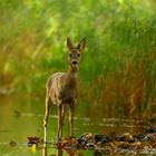 Rehwild im Fluss
