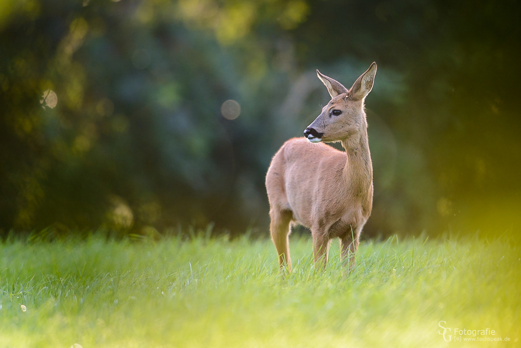 Rehwild im Gegenlicht