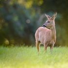 Rehwild im Gegenlicht