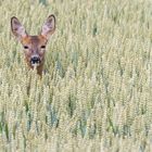 "Rehwild im Getreide 2023"