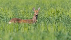 "Rehwild im Getreidefeld 2023"