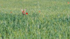 "Rehwild im Getreidefeld 2024"