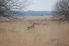 Rehwild im Großen Torfmoor/NRW