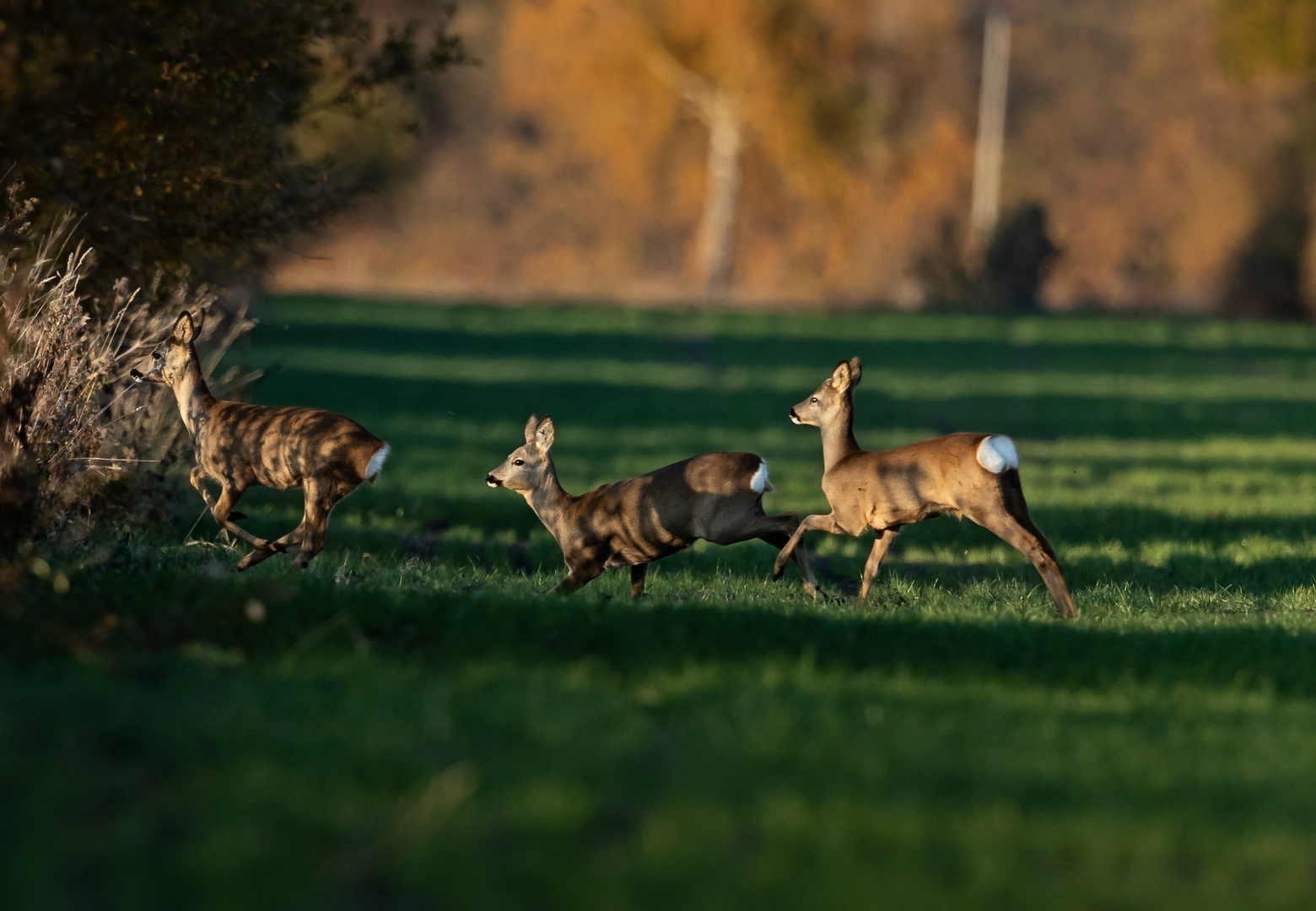 Rehwild im Herbst 1-9780