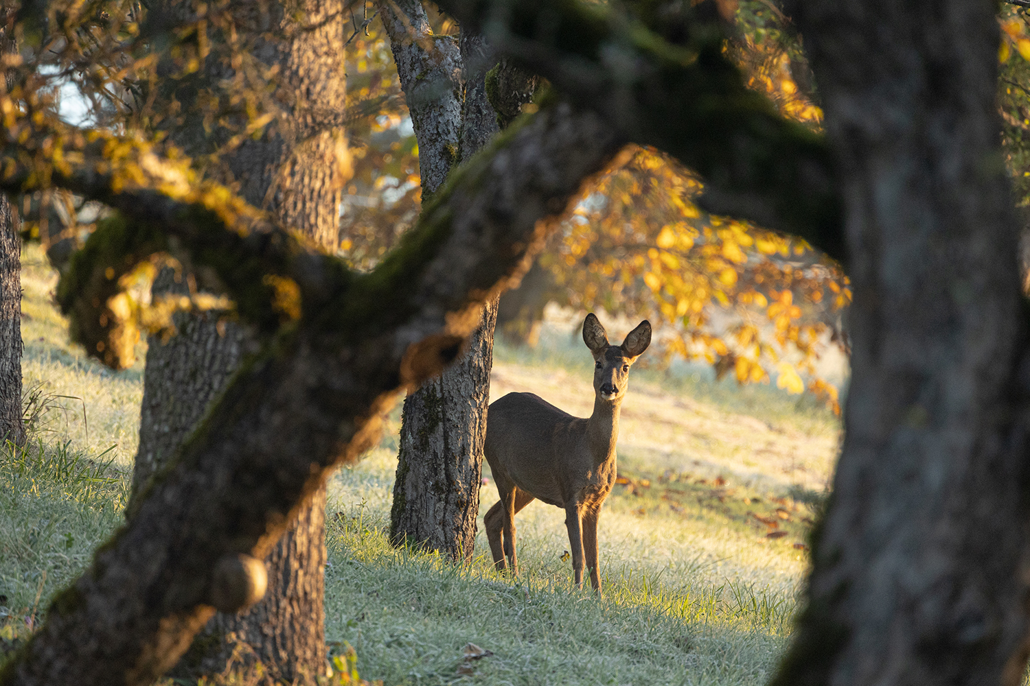 *** REHWILD IM HERBST ***