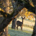 *** REHWILD IM HERBST ***